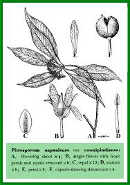 Image result for Pittosporaceae
