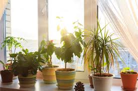 If you have this problem then you need to take immediate action. How To Get Rid Of Mold In Houseplant Soil Smart Garden Guide