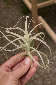 Image result for Xyris straminea