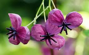 Akebia quinata (Chocolate vine)