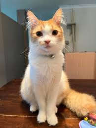 Missing indoor cat, frightened of people, near Upper Gage and Edwina