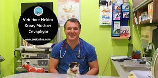 kediler ne zaman kisirlastirilmali kedi kisirlastirma yasi suzionline