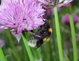 Check spelling or type a new query. How To Help Bumble Bees And What Are The Best Plants Shrubs And Flowers To Attract Bumble Bees