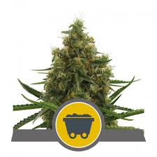 Touching it barehanded will cause a shooting pain. Shining Silver Haze Indoor Outdoor Kaufen