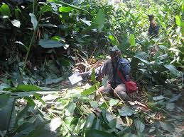 Image result for Aneulophus congoensis