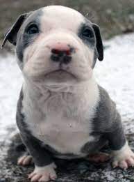 Blue Nose Pitbull Puppies For Sale Blue Nose Pitbull Breeders Baby Pitbulls For Sale Blue Nose Pitbull Puppies Pitbull Puppies For Sale Pitbull Puppies