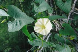 Image result for Ipomoea obscura