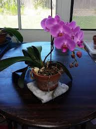 Pin On Orchids