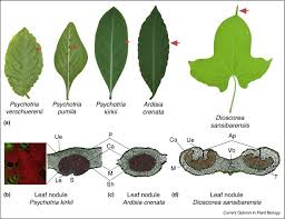 Image result for Sericanthe sp. F