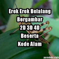 Erek Erek Belalang Bergambar 2d 3d 4d Beserta Kode Alam Paradoks