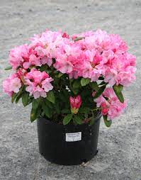 It is reportedly a hybrid of r. Rhododendron Yaku Prince Moon Nurseries