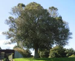 Image result for Streblus