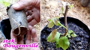 Begini cara untuk membuat tanaman agar cepat tumbuh besar dengan menggunakan bahan organik yang aman bagi tanaman. 2 Minggu Sudah Tumbuh Akar Stek Batang Bunga Kertas Bougenville How To Cuttings Youtube