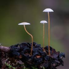 Image result for Strobilurus conigenoides