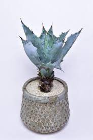 アガベ 武蔵坊 叢 くさむら qusamura アガベ 植樹 植木鉢