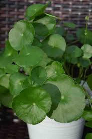 Image result for Centella virgata