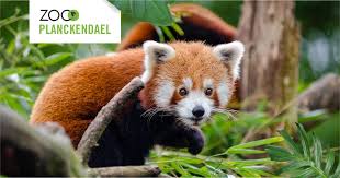 Het dierenpark vlakbij mechelen is een gedroomde bestemming voor een uitstap. Veelgestelde Vragen Zoo Planckendael