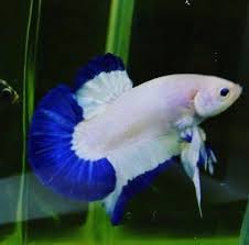 This is a interesting marble betta from thailand. Hmpk Fancy Marble Live Betta Fish Male Ebay