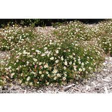 Image result for Erigeron karvinskianus