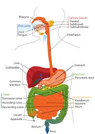 what enzymes are in the digestive system and what do those