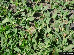 Ulteriori informazioni in questo articolo. Polygonum Aviculare