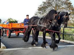 U vindt het bij traktorpool.nl. Miedemawagen