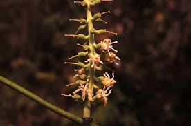 Image result for Helixanthera schizocalyx