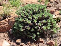 Image result for Euphorbia maleolens