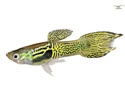 Garnelio De On Instagram Green Tiger Endler Link In Der Bio Diese Guppy Mannchen Sind Der Absolute Hingucker Im Aquarium Schleppengleich Zie Animais