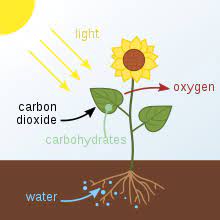 Chloroplasts absorb the sun's light energy for photosynthesis. Photosynthesis Wikipedia