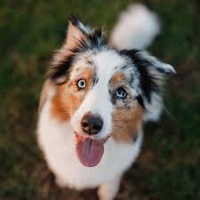 Australian shepherds are a truly versatile breed. Australian Shepherd Pdsa