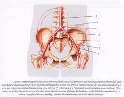 Obstrucao Arterial Cronica De Membros Inferiores Celso Neves