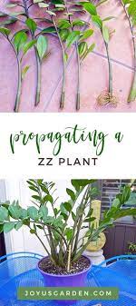 Propagating A Zz Plant Rooting Stem Cuttings In Water Plants Propagating Plants Zz Plant