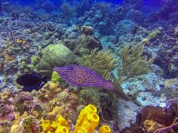 Cozumel Scuba Diving Why Diving In Cozumel Is Always A Good Idea