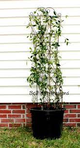 Encircle a stem with a tie and loosely knot. How To Grow Confederate Jasmine In Pots Dengarden