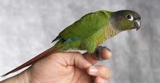 Basic Information Sheet Conure Lafebervet