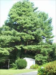 There are a lot more species and variations of pine trees as you can guess, and choosing a few for your landscaping plans might be tricky. 14 Pine Tree Landscaping Peculiarities Ideas Tree Pine Tree Landscape Design