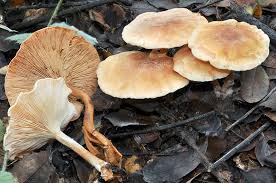 Image result for Lessertia falciformis