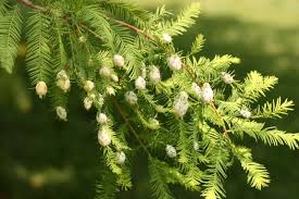 They are known to have a long life span, sometimes living to be hundreds of years old. Galls On Trees