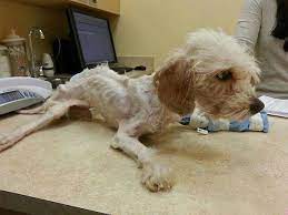 Estas son imágenes de Toby antes y después de haber sido rescatado en muy  malas condiciones. Hoy es un perrito saludable y felíz gracias a las  maravillosas personas que lo adoptaron.