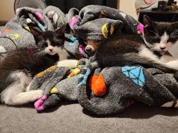 Looking for home for these 2 tuxedo boys must go together unfortunately  they have attachment issues they are litter box trained they eat both soft  and hard food located in norfolk va