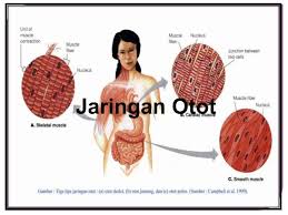 Selama ini kita mengenal otot sebagai suatu bagian tubuh manusia yang tampak pada sebagian tubuh seorang atlet binaraga. Jaringan Otot
