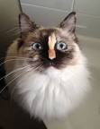 11 Cute Pictures of Ragdoll Cats - The Spruce Pets