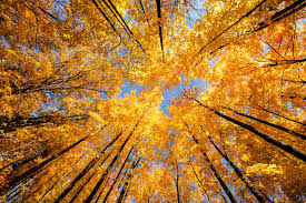 The Best Places to See Fall Leaves in the U.S. This Autumn | KOA Camping  Blog