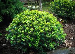 Compact Inkberry Holly Garden Shrubs Plants Bushes And Shrubs