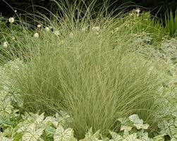 Product Viewer Miscanthus Morning Light Ornamental Grasses Plants