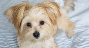 4 to 8 pounds life span: Morkie The Maltese Yorkshire Terrier Mix