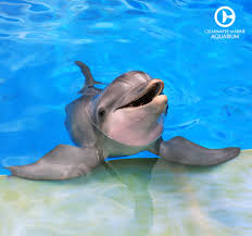 Winter The Dolphin Clearwater Marine Aquarium Clearwater Marine Aquarium Dolphins Ocean Animals