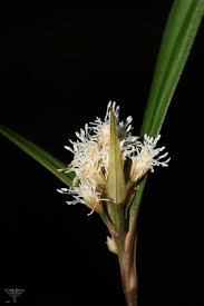 Image result for Hypolytrum