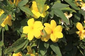 Scroll down to see the full list of toxic plants. Is Jasmine Plant Safe For Cats Pet Care Advisors